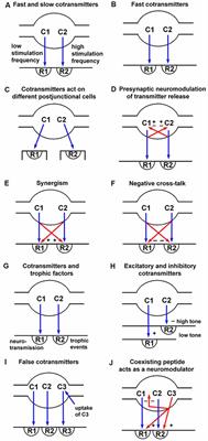 General Principles of Neuronal Co-transmission: Insights From Multiple Model Systems